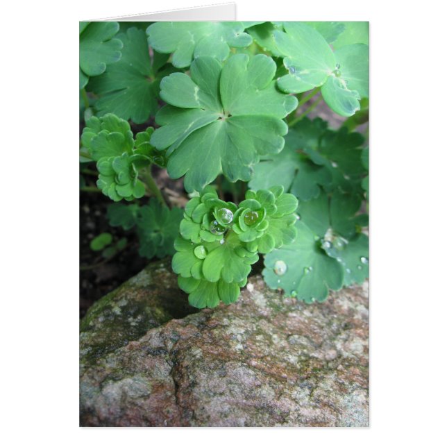 Columbine tomma kort (Framsidan)