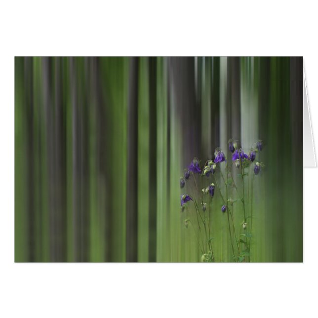 Columbine Vår Hälsningskort (Framsidan Horizontal)