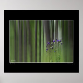 Columbine Vår Poster