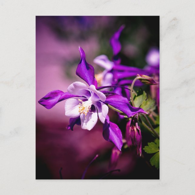 Columbine-vykort Vykort (Framsida)