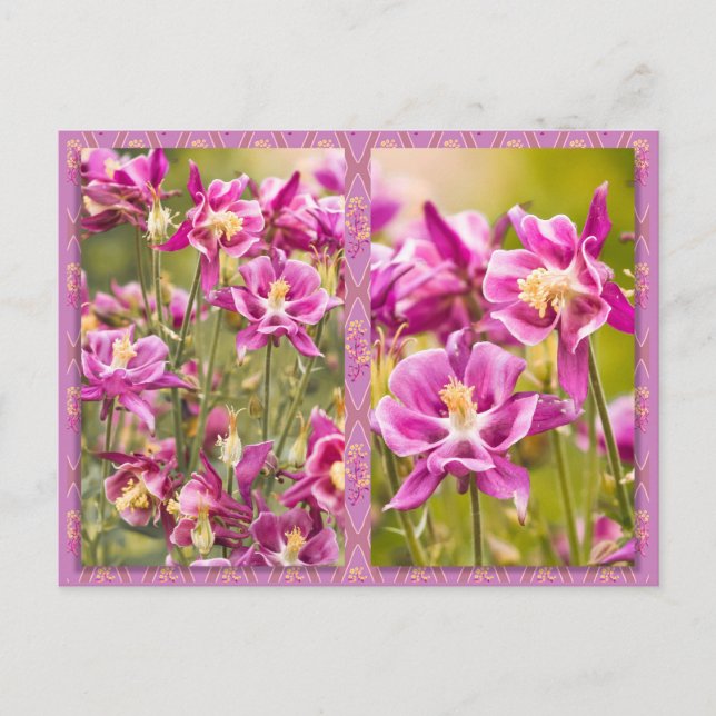 Columbines Diptych Vykort (Framsida)