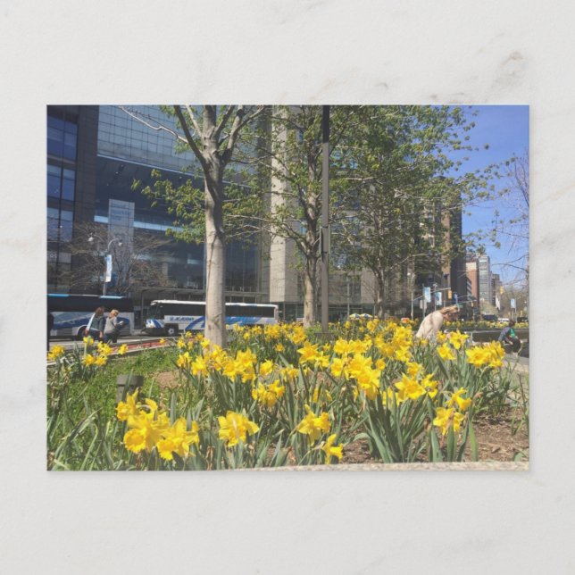 Columbus Circle Daffodils NYC Springtime-vykort Vykort (Framsida)