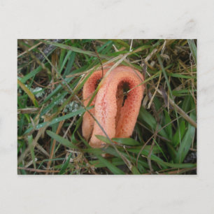 Columned Stinkhorn Mushroom OBX #1 vykort