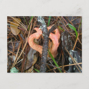 Columned Stinkhorn Mushroom OBX-vykort Vykort