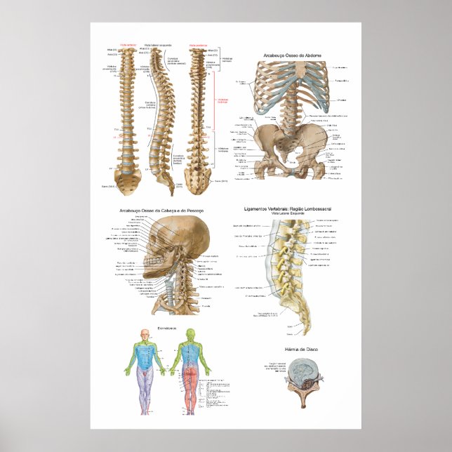 Coluna vertebral, Quiropraxia Poster (Framsidan)