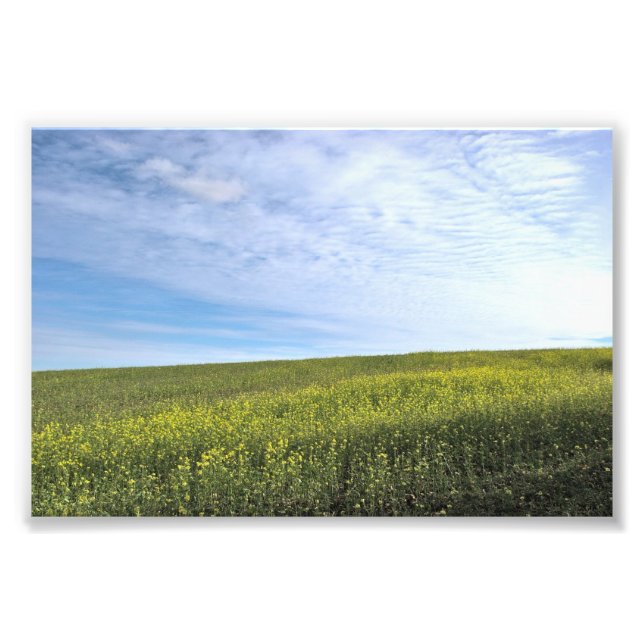 Colza Fält - Foto (Framsidan)
