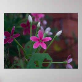 Combretum indicum poster