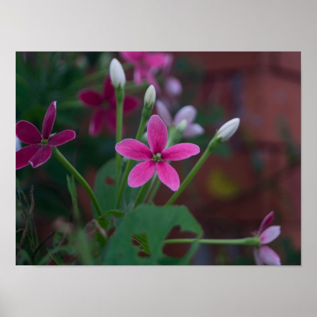 Combretum indicum poster (Framsidan)