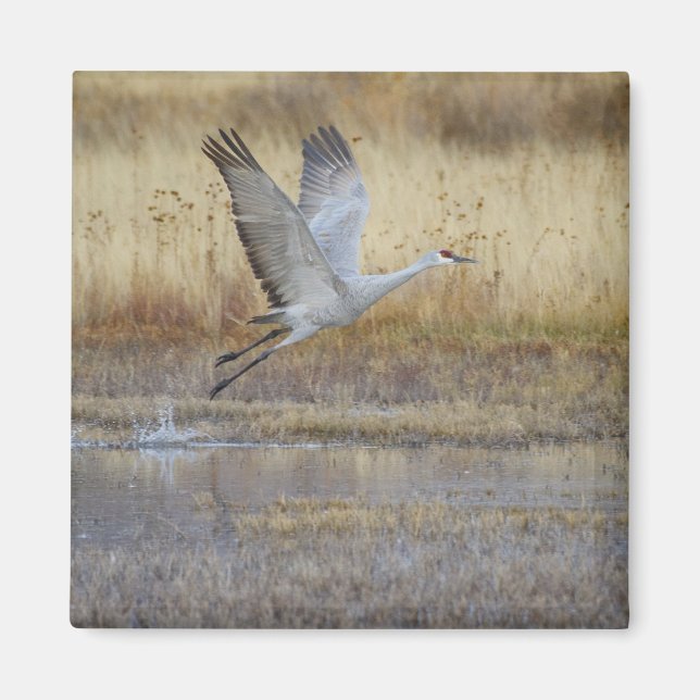 Come fly with me Sandhill Crane Magnet (Framsidan)