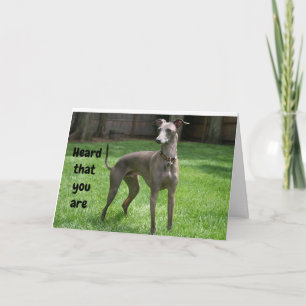 COMEDIC IRISH GREYHOUND LYCKLIG "60:e BIRTHDAY" Kort