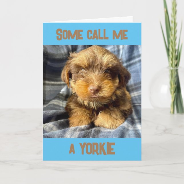 COMEDIC YORSHIRE TERRIER SAGER "GRATTIS PÅ FÖDELSE KORT (Framsida)