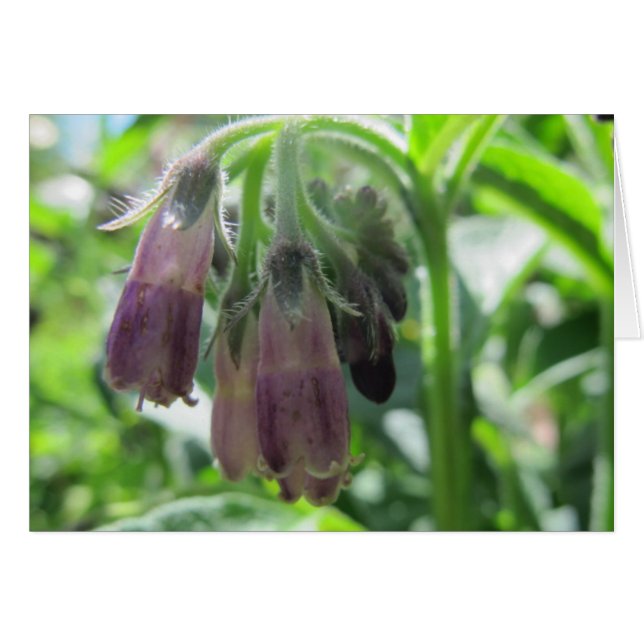 Comfrey Flowers OBS Kort (Framsidan Horizontal)