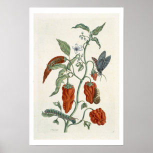 Comfrey, från "A Nyfiken Herbal", 1782 (färg eng. Poster