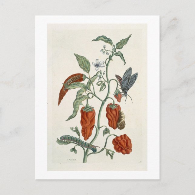 Comfrey, från "A Nyfiken Herbal", 1782 (färg eng. Vykort (Framsida)