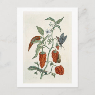Comfrey, från "A Nyfiken Herbal", 1782 (färg eng. Vykort