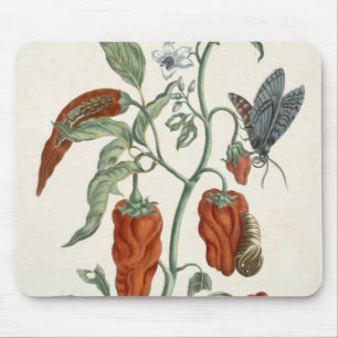 Comfrey från "ett nyfiket växt-", 1782 musmatta