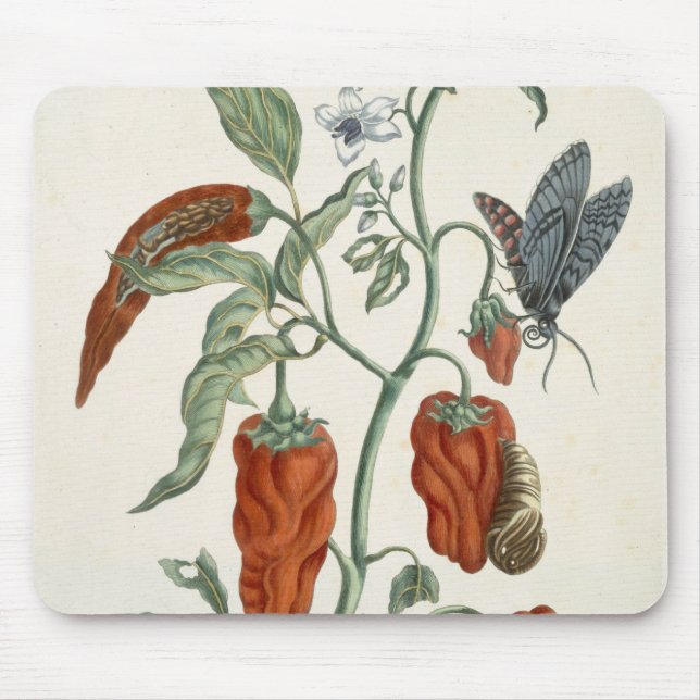 Comfrey från "ett nyfiket växt-", 1782 musmatta (Framsidan)