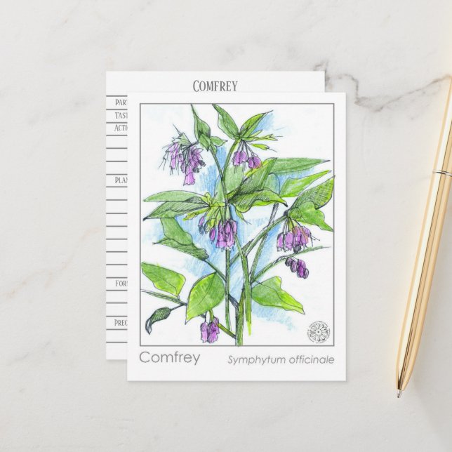 Comfrey Materia Medica Herbal Study Plant Card Vykort (Fram/Back In Situ)