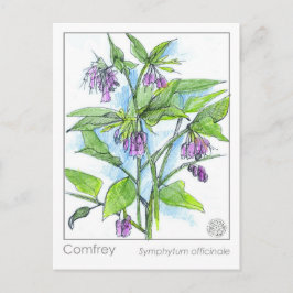 Comfrey Materia Medica Herbal Study Plant Card Vykort