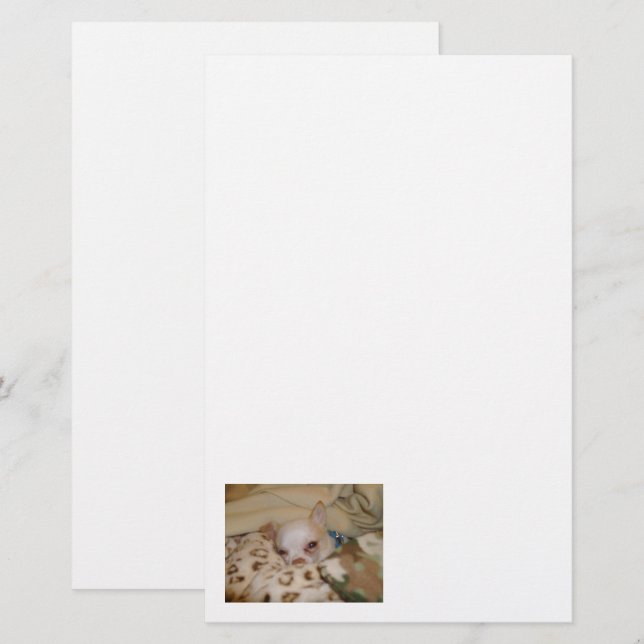 Comfy Chihuahua Stationery Brevpapper (Fram/baksida)