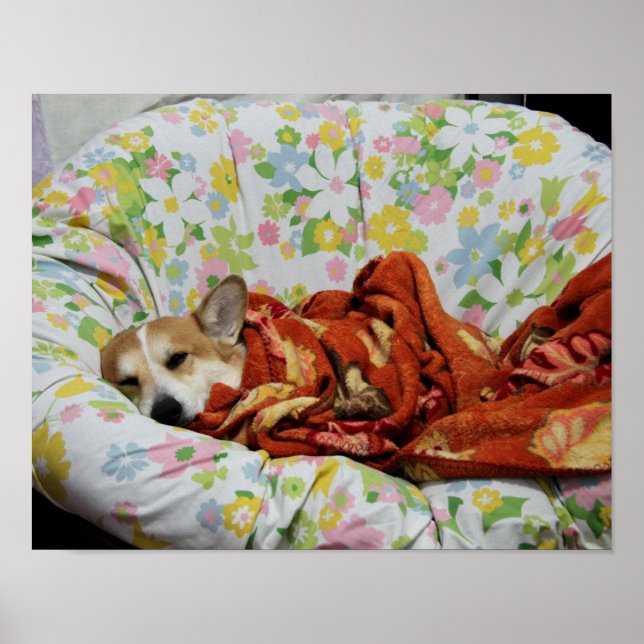 Comfy Corgi Poster (Framsidan)