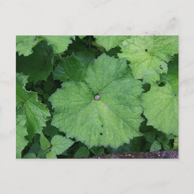 Comfy Snigel Vykort (Framsida)