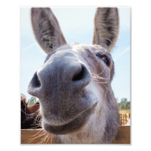 Comical Grått Smiling Donkey Fototryck