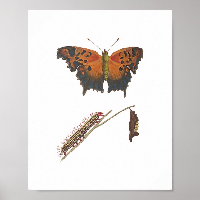 Comma Butterfly, Caterstones och Chrysalis Vintage Poster (Framsidan)