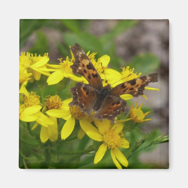 Comma Butterfly i Glacier nationalpark Magnet (Framsidan)