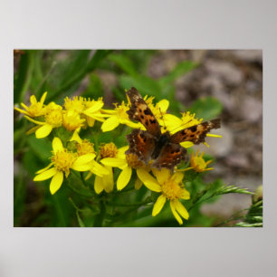 Comma Butterfly i Glacier nationalpark Poster