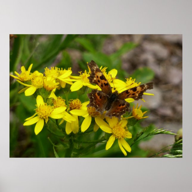 Comma Butterfly i Glacier nationalpark Poster (Framsidan)
