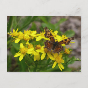 Comma Butterfly i Glacier nationalpark Vykort
