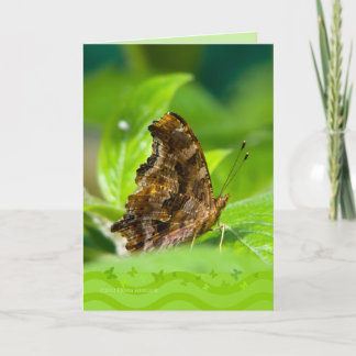 Comma Butterfly Kort