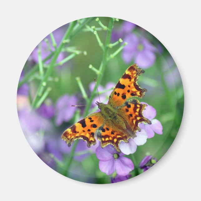 Comma Butterfly Magnet (Framsidan)