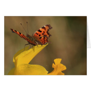 Comma Butterfly och Daffodil Hälsningskort