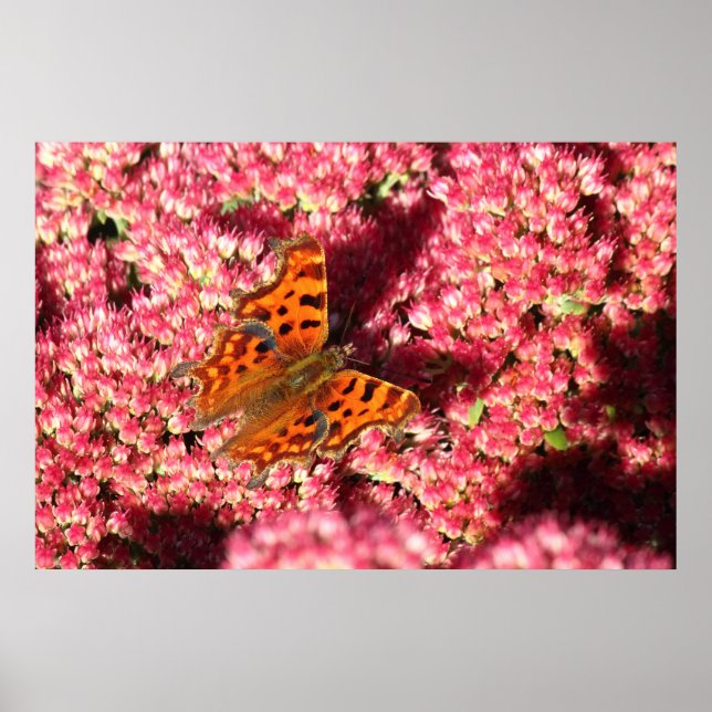 Comma Butterfly on Sedum Poster (Framsidan)