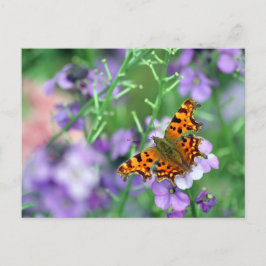 Comma Butterfly Vykort