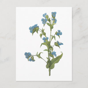 commelina(Commelina tuberosa) by Redouté Vykort
