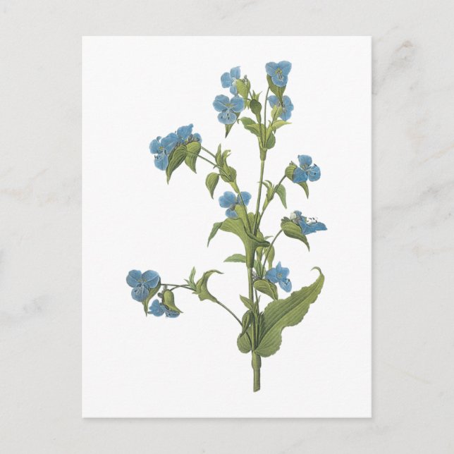 commelina(Commelina tuberosa) by Redouté Vykort (Framsida)