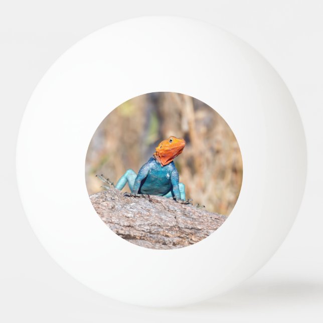 Common Agama Pingisboll (Framsidan)
