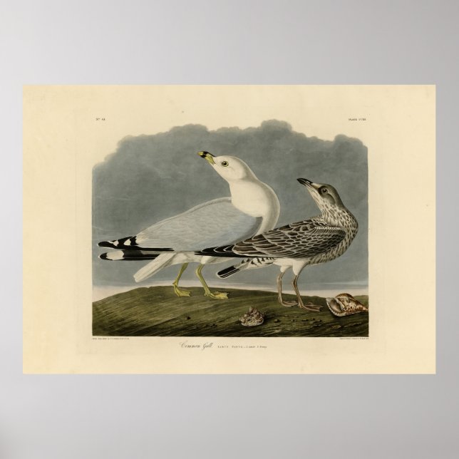 Common American Gull - Audubon's Birds of America Poster (Framsidan)