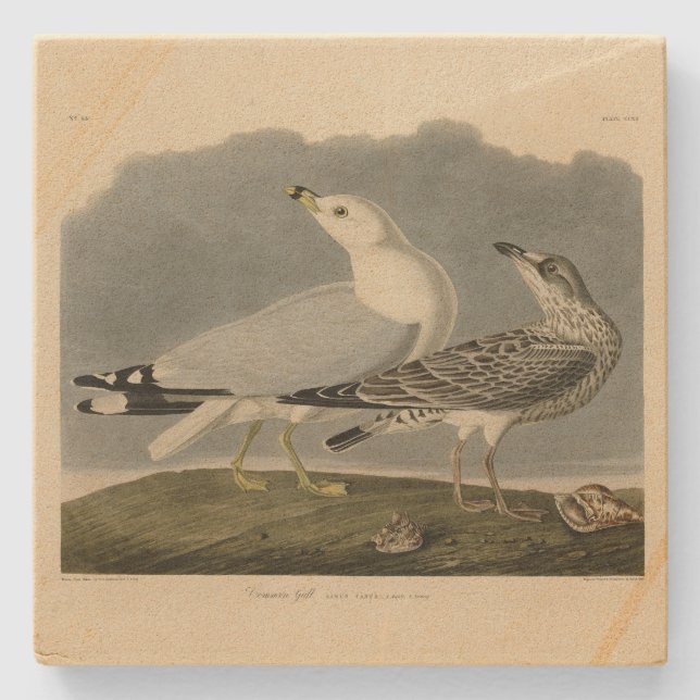 Common American Gull - Audubon's Birds of America Stenunderlägg (Framsidan)