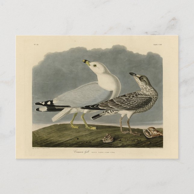 Common American Gull - Audubon's Birds of America Vykort (Framsida)