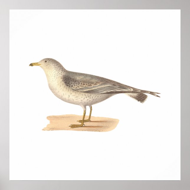 Common American Gull (Larus zonorhyncus) Poster (Framsidan)