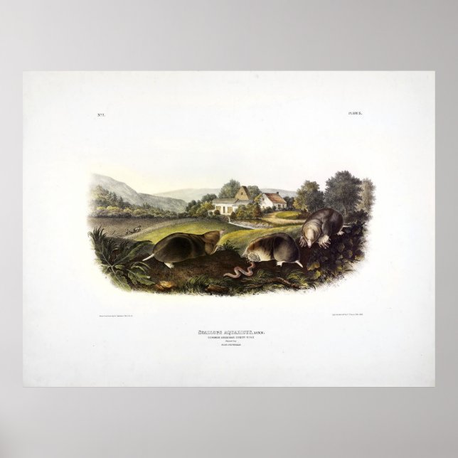 Common American Shrew Mole (Östra Mole) Audubon Poster (Framsidan)