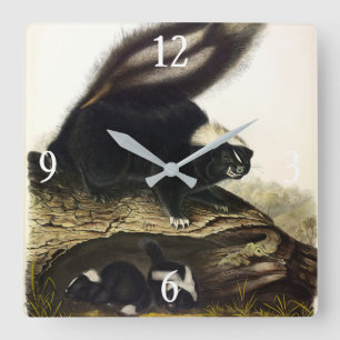 Common American Skunk eller Stripe Skunk, av Audub Fyrkantig Klocka