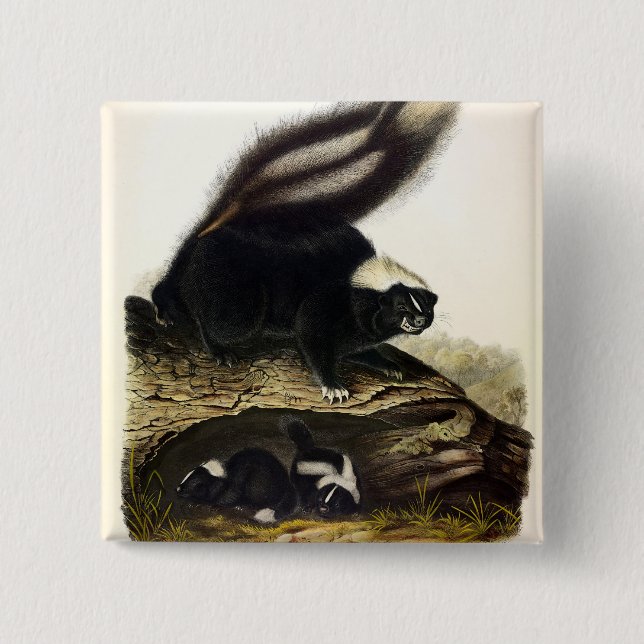Common American Skunk, Stripe Skunk, av Audubon F Knapp (Framsida)