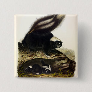 Common American Skunk, Stripe Skunk, av Audubon F Knapp