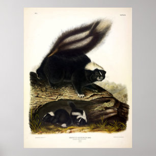 Common American Skunk, Stripe Skunk, av Audubon Poster