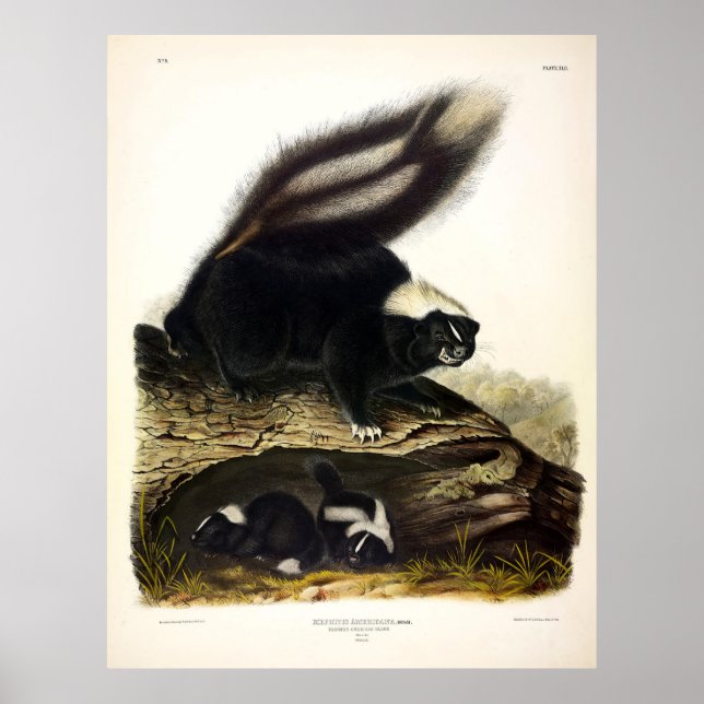 Common American Skunk, Stripe Skunk, av Audubon Poster (Framsidan)
